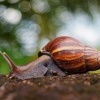 Achatina zrava - Achatina fulica - Giant African Land Snail o0166